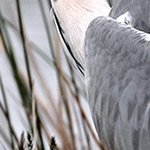 Amuse Gueule IMG_2491